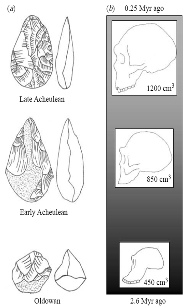 Tool Complexity by Brain Size